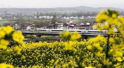 菜の花の間を走り抜ける列車　陝西省
