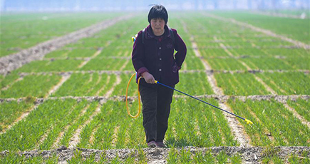 河北省安平県　春の耕作と種まきの時期が到来