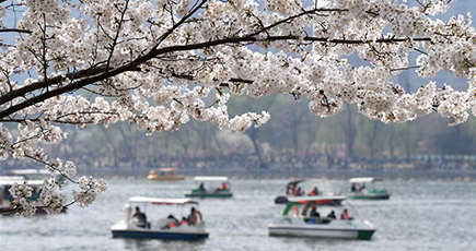 北京で桜が満開