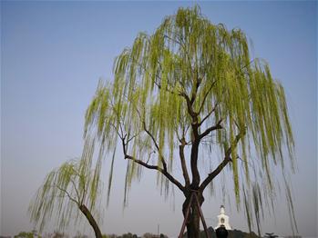 春めく北京　北海公園で春を満喫
