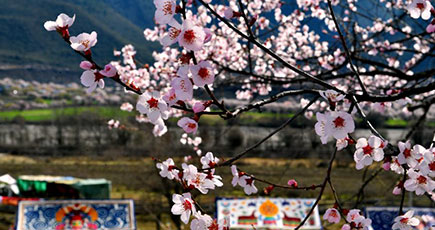 桃の花香るチベット自治区波密県