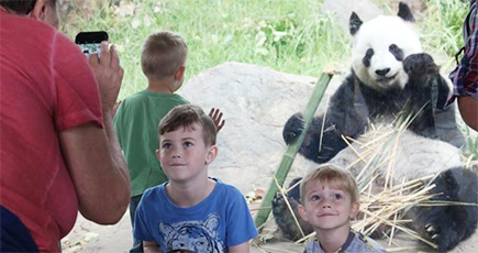 豪アデレード動物園の人気者、ジャイアントパンダ