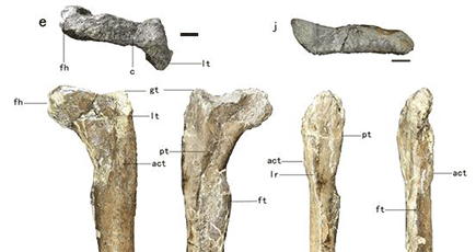 山東省諸城市で小型獣脚類の恐竜「趙氏怪脚竜」を発見