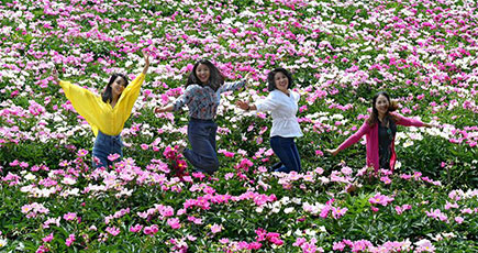 美しく咲き誇るシャクヤク　山西省平陸県