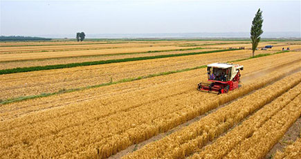忙しい小麦の収穫期が到来　山西省運城市