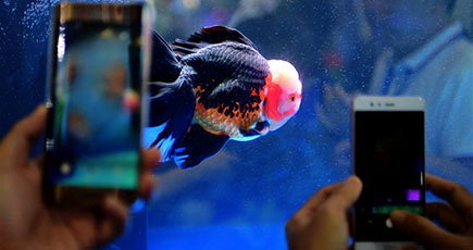 数万匹の金魚が「あでやかさ」を競う　福建省福州市