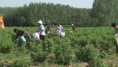 バラの海が農民に富をもたらす　河北省棗強県【ビデオ】