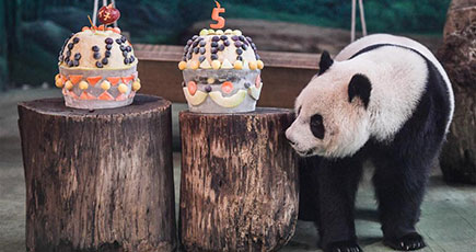 パンダの「円仔」が５歳の誕生日　台北動物園