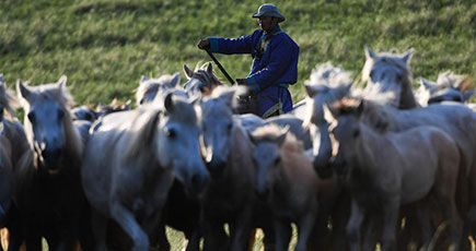 草原を疾走する白馬　内モンゴル自治区