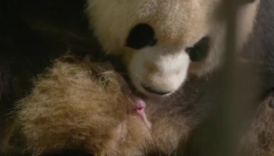 成都ジャイアントパンダ繁殖基地、誕生した赤ちゃんを全力で支援