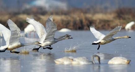 希少鳥類が頻繁に訪れる鄱陽湖