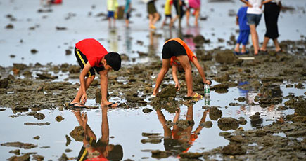 貝を拾い、蟹を捕まえる潮干狩りを体験　海南省瓊海市