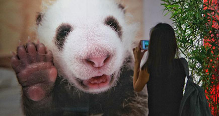 「第１回中国ジャイアントパンダ国際文化ウィーク」、北京で開幕