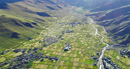 ハダカムギが収穫期迎える　チベット自治区