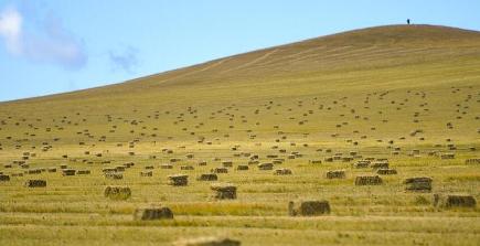 草原で牧草刈り　内モンゴル自治区