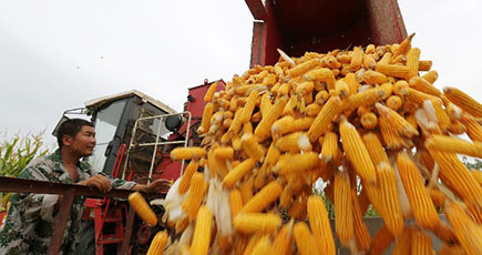 実りの秋　中国年間食糧生産量６億トン超える見込み