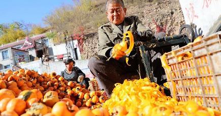 柿の付加価値高め農民の増収図る　河北省井陘県