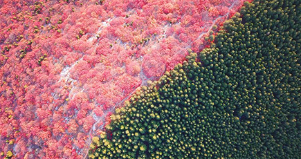 ピンクと緑に染め分けられた秋の山　山東省済南市