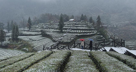 雪で白く染まった茶畑　湖北省宣恩県