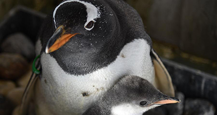 萌えペンギンと親ペンギンの「親子時間」　黒竜江省ハルビン
