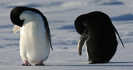 「雪竜号」のそばにペンギンが出没　南極