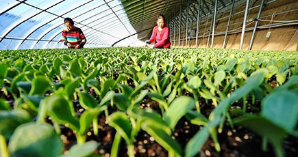 野菜栽培で農村振興を後押し　河北省楽亭県