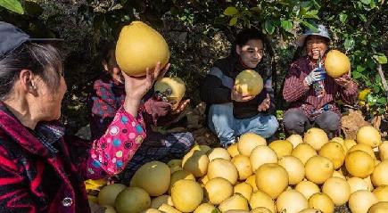 柚子の収穫シーズンが到来　湖北省秭帰県
