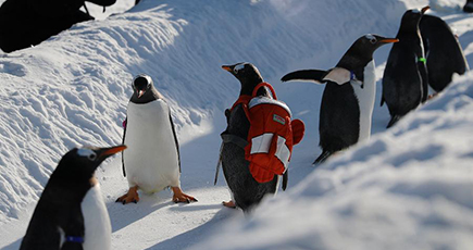 雪を楽しむペンギン　黒竜江省ハルビン市