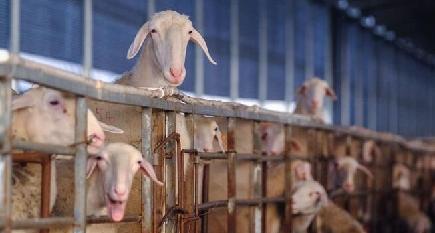 湖羊の飼育で貧困者支援を後押し　浙江省長興県