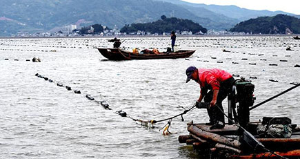 冬の海で種まきにいそしむ漁師　福建省霞浦県