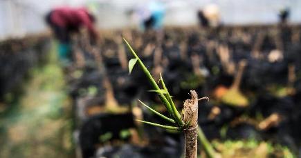 竹産業の発展で貧困脱却を支援　広西·欽州市