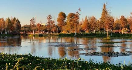 滇池湿地の冬景色　雲南省昆明市