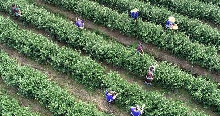 トン族の里で早春の茶摘み　広西·三江トン族自治県