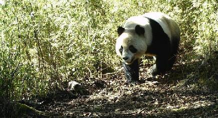 野生動物の個体群が着実に増加　甘粛省白水江国家級自然保護区