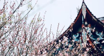 古刹に漂う梅の香り　福建省福州市