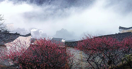 霧に包まれた村落で梅の花が満開　江西省婺源県