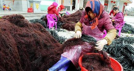 漁民の増収を後押しする海水養殖　福建省南日島
