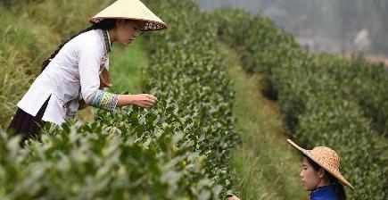 春摘み茶が収穫期迎える　貴州省