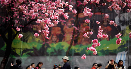 雲南省昆明市で桜が満開に