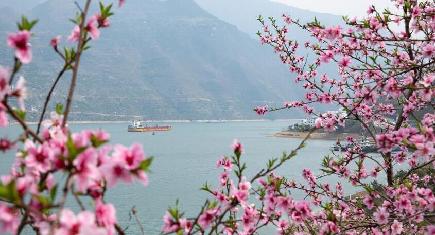 春の長江三峡、桃の花でピンクに染まる