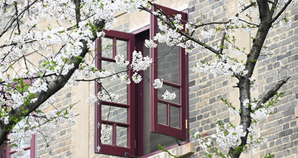 武漢大学で満開の桜が観光客を魅了