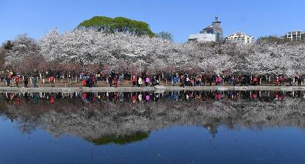 玉淵潭公園に咲き乱れる桜　北京市