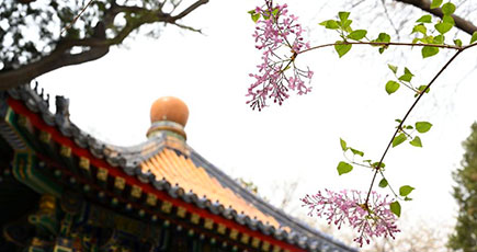 春の紫禁城を彩る花々