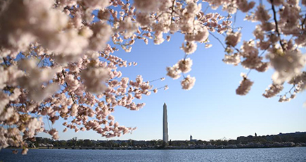 ワシントンで桜が満開