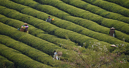 もうすぐ清明節　「明前茶」の茶摘みに勤しむ中国各地の茶農家