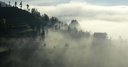 仙境のごとく霧満ちる茶園　湖北省宣恩県
