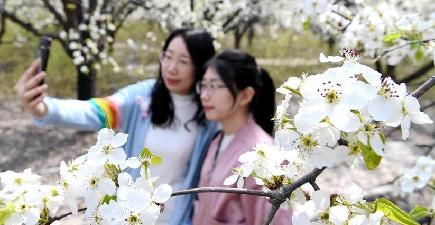 梨の花の香りが観光客を魅了　河北省廊坊市