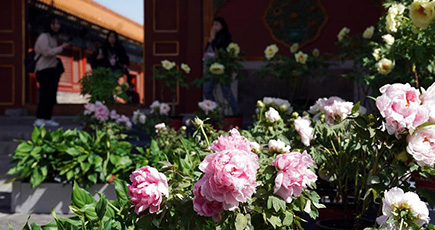 「国色天香－紫禁城の牡丹」展、故宮博物院で開催