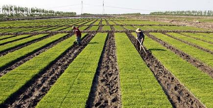 連休中も農作業に励む中国の農民