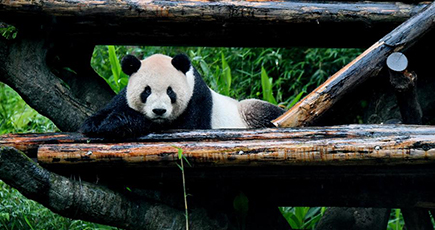 大陸から来たパンダ、来園１０周年　２千万人が観覧　台湾